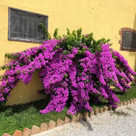 La Nana Gialla Guest house Riotorto