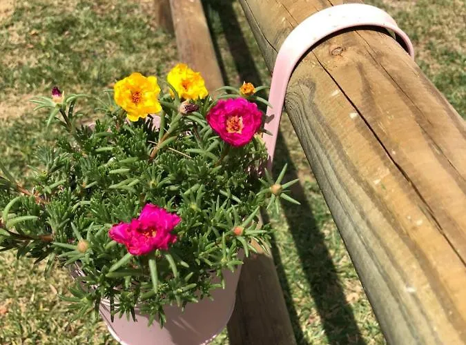 La Nana Gialla ריוטורטו